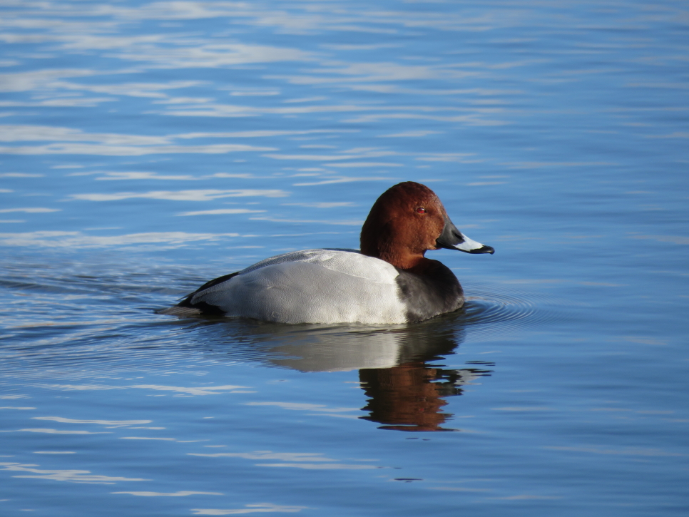 Recent Sightings 4th – 8th December